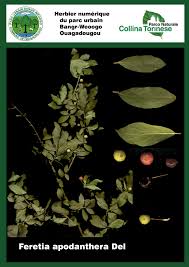 Image result for Feretia