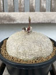 Image result for Adenia goetzei