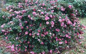 Brighten any foundation planting, hedging, borders and beyond with the gashira. Shishi Gashira Camellia Sasanqua 3 Gallon Shrub Sasanqua Camellias Fall Blooming Gardener Direct