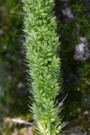 Image result for Setaria verticillata
