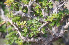 Image result for Commiphora kua