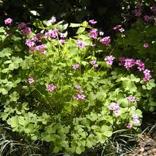 Image result for Oxalis depressa