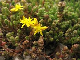 Image result for Sedum ruwenzoriense