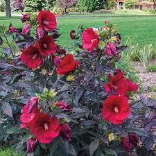 Image result for Hibiscus meyeri