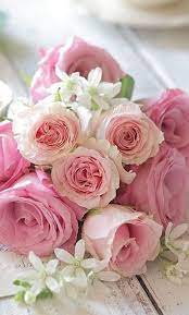 flower petals beautiful rose flowers beautiful flowers pretty flowers