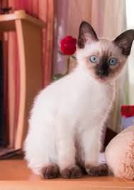 Página 46 | Fotos de Gatito gatos - Descarga fotos gratis de gran calidad | Magnific (antes Freepik)
