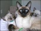 Available Siamese Kittens For Sale & Cats For Adoption