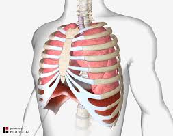 Rib cage, lungs, heart and stomach. Diaphragmatic Breathing Relieving Back Pain With Your Breath