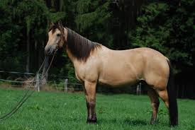 1 horse breed in america—is popular with english and western riders. Friendly Fun 4 Best Horse Breeds For Beginners