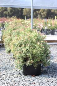 Image result for Pieris japonský little heath obrázek