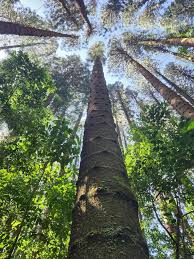 Image result for Vandenboschia