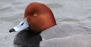 Bird With Red Head And Gray Body Redheaded Duck Redhead Duck Duck Species Duck Pictures