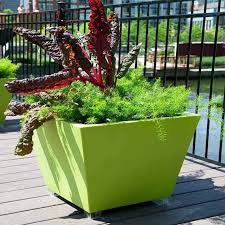 Image result for Asparagus petersianus