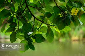 Image result for Ficus trichopoda