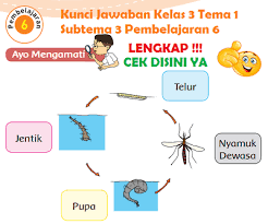 Contoh pidato perpisahan kelas 6 sd mi terbaru yang paling bagus pidato perpisahan kelas 6 untuk mi dan sd. Lengkap Kunci Jawaban Kelas 3 Tema 1 Subtema 3 Pembelajaran 6 Kunci Jawaban Lengkap Dan Terbaru Simplenews