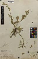 Image result for Gymnosporia maranguensis