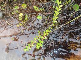 Image result for Laurembergia repens