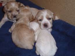 Tucson arizona pets and animals 400 $ Cocker Spaniel Puppies In Arizona