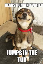 Hears Running Water Jumps In The Tub Good Dog Greg Quickmeme