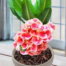 Rare Plants For Unusual