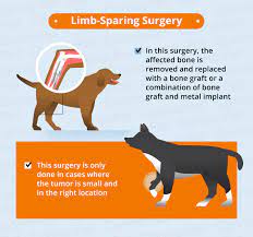 What are some of the symptoms of cancer in dogs? Bone Cancer Osteosarcoma In Dogs Canna Pet