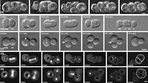 Maybe you would like to learn more about one of these? Completion Of Cytokinesis In C Elegans Requires A Brefeldin A Sensitive Membrane Accumulation At The Cleavage Furrow Apex Current Biology