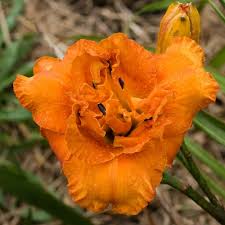 We did not find results for: Velvet Eyes Mountain View Daylily Nursery