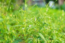 Tuyên bố miễn trừ trách nhiệm: Scbhtufvmjlaum