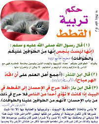 حكم تربية القطط islam facts islam salaah