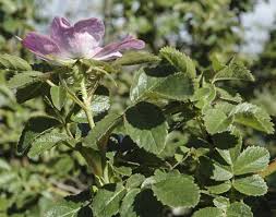 Image result for Cissus rubiginosa