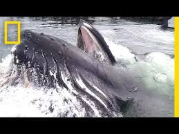 Find images of humpback whale. Watch A Humpback Whale Surface Right In Front Of You National Geographic Youtube