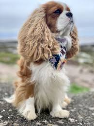 Pin By A N A On Mad Cavs In 2020 Super Cute Puppies Cute Puppies Cute Little Puppies