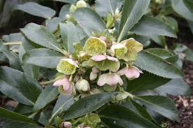 Check spelling or type a new query. 5 Essential Plants For Winter Interest Janet Bligh
