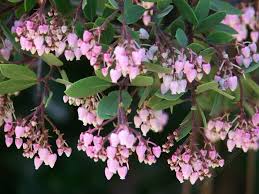 We specialize in know what plants will work in what areas of your landscaping. Manzanita Photos Descriptions And Plants Arctostaphylos Species