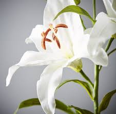 Lilium White Star Gazer Flowers Outdoor Gardens Lilium