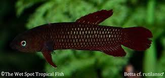 Bettas Betta Cf Rutilans Betta Fish Pet Betta Fish