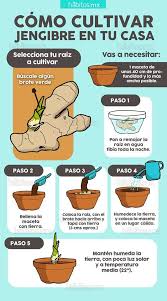Cultivar Jengibre En Casa Como Cultivar Jengibre Jardineria Jardin De Productos Comestibles