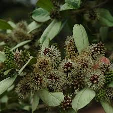 Image result for Combretum