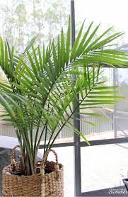 How To Care For An Indoor Majesty Palm House Full Of Summer Coastal Home Lifestyle Florida Home Plant Care Indoor Palms Majesty Palm Indoor Palm Trees