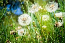 Dandelion Flower With Seeds In 2020 Dandelion Flower Flowers Dandelion