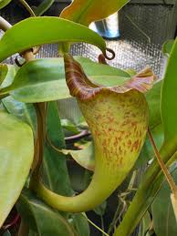 Image result for Eriosema burkei