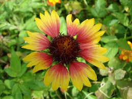 Landscaping houston made modern and easy landscaping houston and the areas surrounding it (sugar land, galveston, the woodlands, etc.) is. Houston Native Plant Society Of Texas Texas Native Plants Native Plants Plants