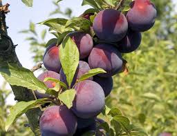 Once the trees do begin bearing fruit then you and the deer can enjoy them each season. A Fruit Of The Spirit Abundant Fresh Fruit To Serve God And Share With Others United Church Of God