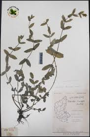 Image result for Nesaea cordata