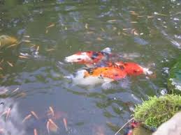 Their pink color, breeding behavior, and the fact that fish facts. Garden Pond Koi And Rosy Red Minnows At Feeding Time Youtube