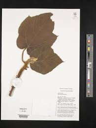 Image result for Ficus oreodryadum