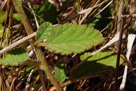 Image result for Waltheria indica