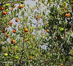 Image result for Vangueria