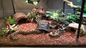 Pix For Ball Python Enclosure Plans Ball Python Ball Python Pet Snake Terrarium