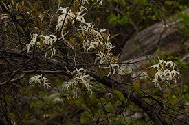 Image result for Ancylobothrys